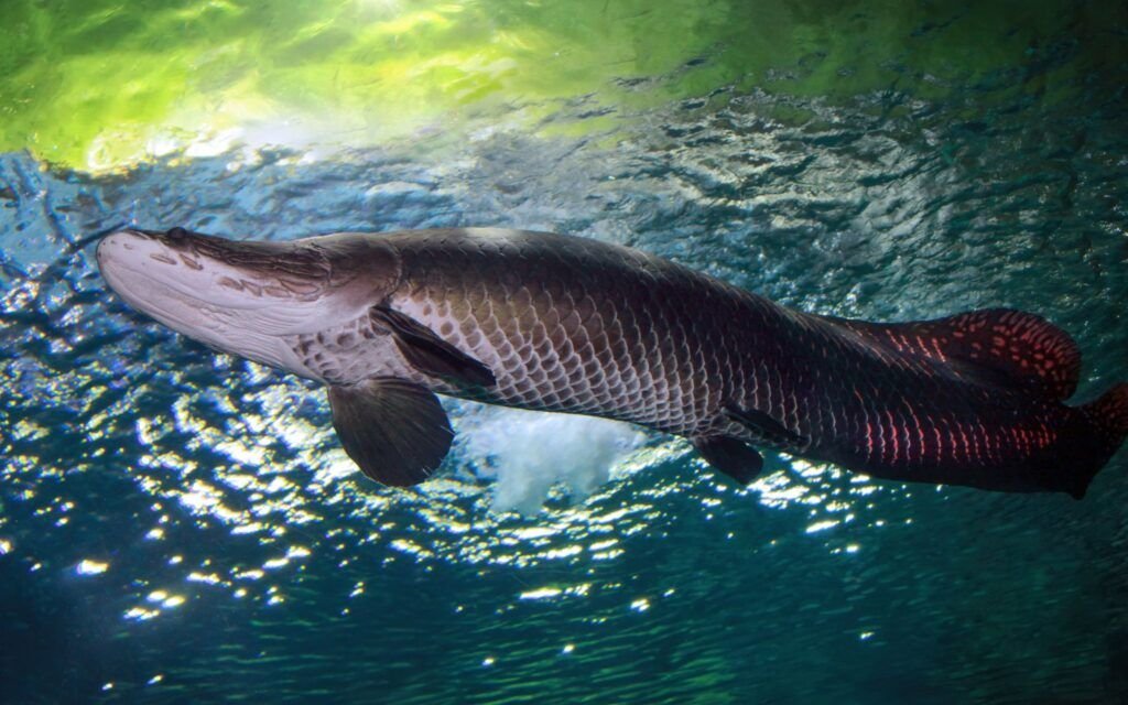 espetaculo-nheeng-katu-leva-an