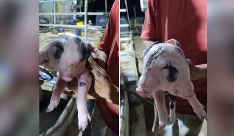 malformacao-rara-porco-nasce-c