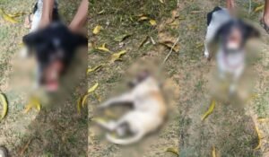 tutora-presa-apos-resgate-de-c