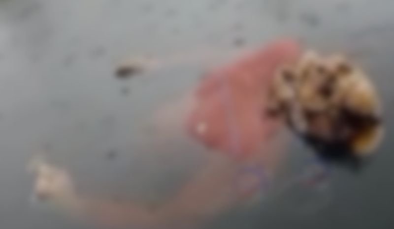 video-familia-encontra-corpo-p