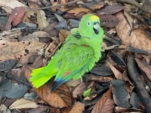 video-papagaio-fica-desorienta