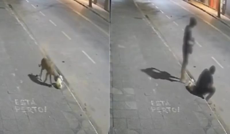 cachorro-caramelo-atrapalha-fu