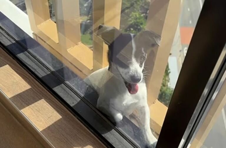 cao-desaparecido-e-resgatado-d