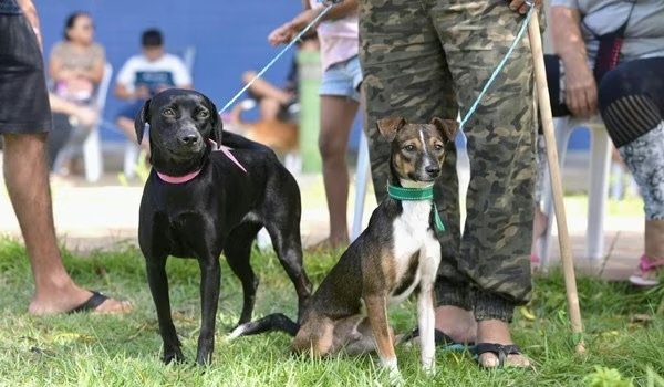 castracao-gratuita-de-pets-em-