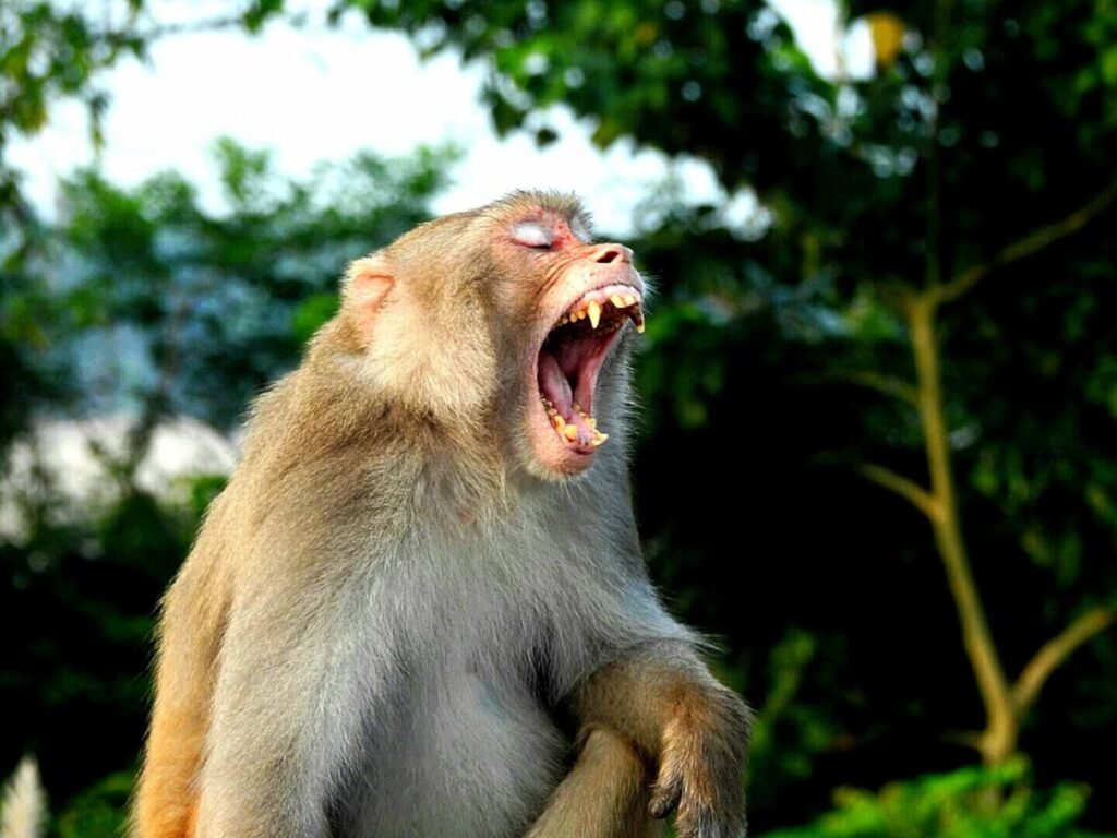 macacos-se-medicam-com-terra-a