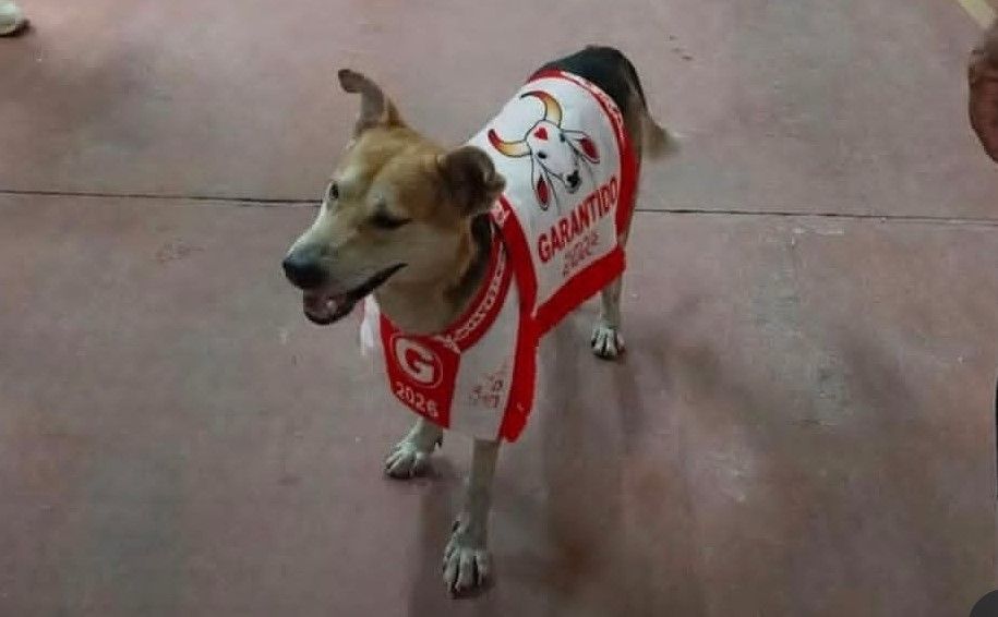 de-invasor-de-arena-a-pet-amad