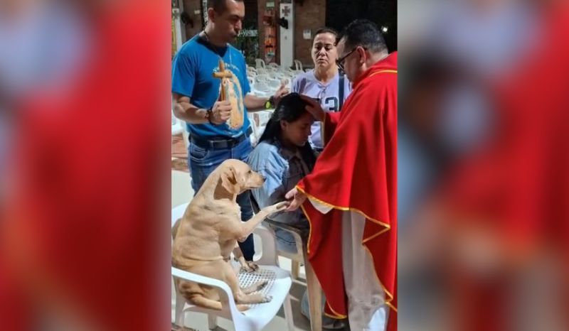 video-cao-resgatado-estende-a-